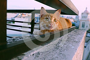 Cute cat lie down among two railing bar of wall with emotion face