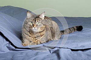 Cute cat lies in bed. The fluffy pet is looking curiously. Frantic kitten sleeping on the bed for the first time in his life.