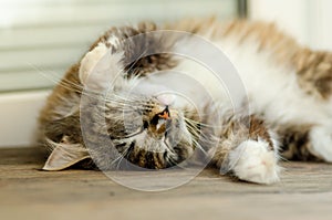 A cute cat lies on her back and sleeps. With yellow eyes and a thick mustache. Close up.