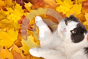Cute cat lies on maple leaves, copy space