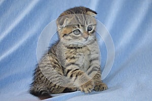 Cute cat. Little kitty. Scottish fold. Cutie. Nice.