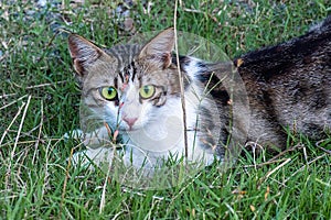 Cute cat look on us. green-blue eye cat is hunting in green grass