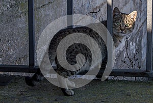 Cute cat looking at the camera through the bars