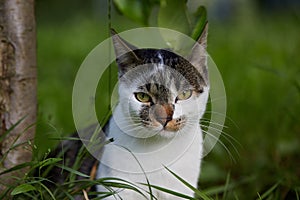 Cute cat looking at camera. Natural light.