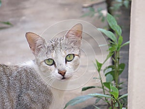 A cute Cat look near a plant