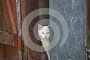 Cute cat looking discreetly by the door
