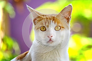 Cute cat looking at front with sharp and serious look