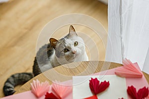 Cute cat looking at red and pink hearts on wooden table. Valentine holiday preparations with adorable kitty helper. Happy