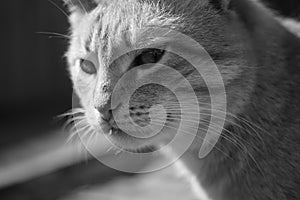 Cute cat is looking side with interest. Macro portrait of a cat. Black and white photo