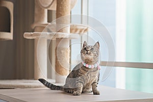 Cute cat looking while sitting up on wooden table