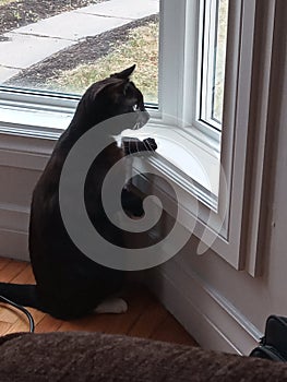 Cute cat looking window black white kitten