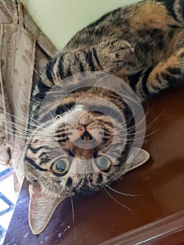 A cute cat lounging on a table, looking relaxed and content.