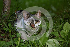 Cute cat lurking in grass. Natural light.