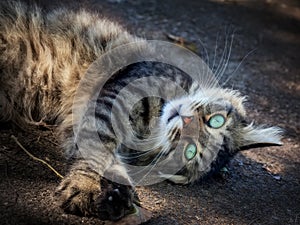 Cute cat luxuriates in the sunlight