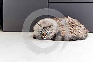 Cute cat lying on the carpet. Neva Masquerade Cat