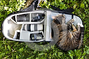 Cute cat lying down in bag containing camera