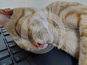 Cute cat is lying on the keyboard table