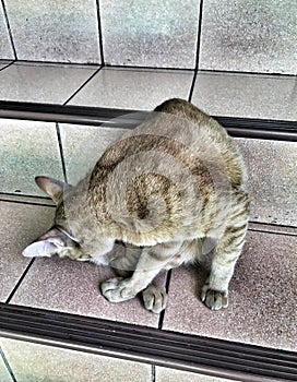 Cute cat lying sitting on stairs indoor