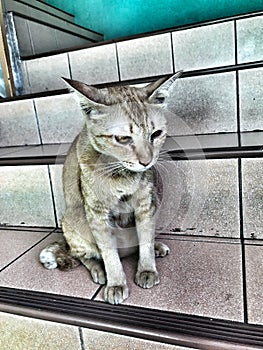 Cute cat lying sitting on stairs indoor