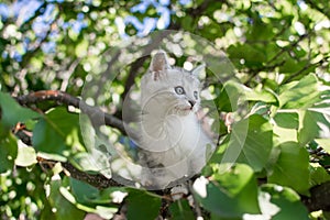 Cute cat is lying on the tree ,Little kitten on a branch a natural green background ,The eyes of mammals are looking