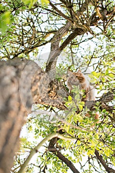 Cute cat is lying on the tree ,Little kitten on a branch ,Cute pets have ginger color on a natural green background