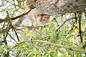 Cute cat is lying on the tree ,Little kitten on a branch ,Cute pets have ginger color on a natural green background