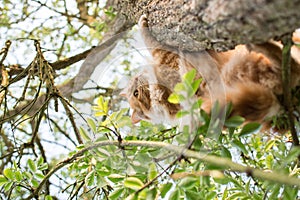 Cute cat is lying on the tree ,Little kitten on a branch ,Cute pets have ginger color on a natural green background