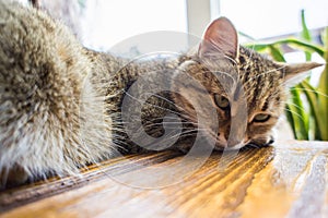 Cute cat lying on a wooden table. Pets and mammal concept.