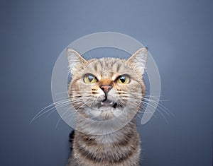 cute cat meowing portrait on gray background