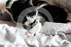 Cute  cat with moustache grooming and playing with mouse toy on bed. Funny black and white kitty licking itself with pink tongue
