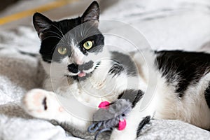 Cute cat with moustache showing tongue and playing with mouse toy on bed. Funny black and white kitty licking itself with pink