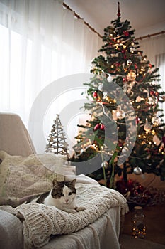 Cute cat near a Christmas tree, cosy home