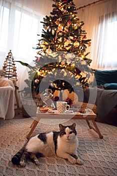 Cute cat near a Christmas tree, cosy home