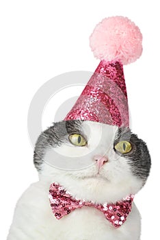 Cute cat in a party birthday hat isolated on a white background