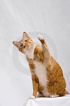 Cute cat with paw up