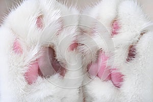 Cute cat paws with pink and brown pads
