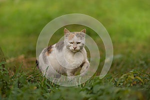 Cute cat in pet friendly garden concept photo. Pet safe non poisonous garden plants