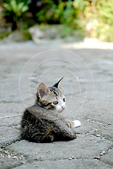 Cute cat photographed from behind