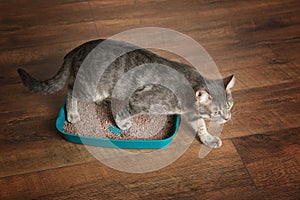 Cute cat in plastic litter box