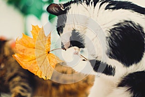 Cute cat playing with autumn leaves with paw, sitting on rustic table with cat friend and pumpkins. Black and white funny kitty