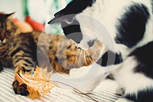 Cute cat playing with autumn leaves, sitting on rustic table with cat friend and pumpkins. Black and white funny kitty catching