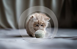 Cute cat playing with a ball