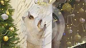 Cute cat playing with christmas balls. Decorated house with Christmas tree.