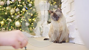 Cute cat playing with christmas balls. Decorated house with Christmas tree.