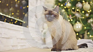 Cute cat playing with christmas balls. Decorated house with Christmas tree.