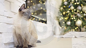 Cute cat playing with christmas balls. Decorated house with Christmas tree.