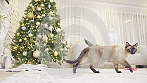 Cute cat playing with christmas balls. Decorated house with Christmas tree.