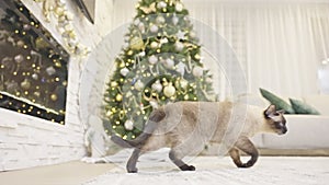 Cute cat playing with christmas balls. Decorated house with Christmas tree.