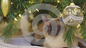 Cute cat playing with christmas balls. Decorated house with Christmas tree.