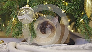 Cute cat playing with christmas balls. Decorated house with Christmas tree.